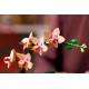 LEGO Botanical Collection 10343 - Mała orchidea