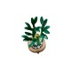 LEGO Botanical Collection 10344 - Dracena sandera