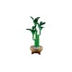 LEGO Botanical Collection 10344 - Dracena sandera
