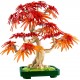 LEGO Botanical Collection 10348 - Klon palmowy Bonsai