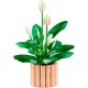 LEGO Botanical Collection 11504 - Skrzydłokwiat