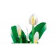 LEGO Botanical Collection 11504 - Skrzydłokwiat