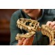 LEGO Jurrasic World 76968 - Szkielety dinozaurów, Tyranozaur