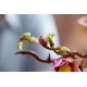 LEGO Botanicals 11510 - Gałązki magnolii