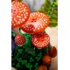 LEGO Botanical Collection 11505 - Grzyby leśne