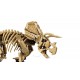 LEGO Jurassic World 77985 - Szkielety dinozaurów: Triceratops