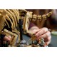 LEGO Jurassic World 77985 - Szkielety dinozaurów: Triceratops