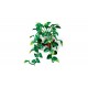 LEGO Botanical Collection 11512 - Wiszące epipremnum złociste