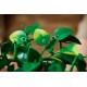 LEGO Botanical Collection 11512 - Wiszące epipremnum złociste